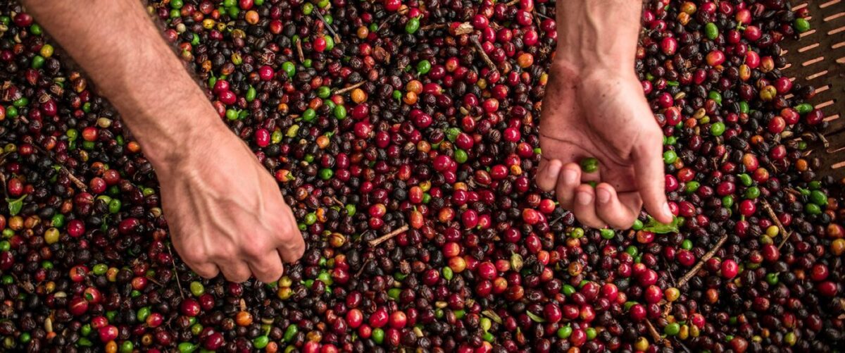 Café: Mercado segue muito especulativo e volátil, recuando 2% nesta quinta-feira Café: Mercado segue muito especulativo e volátil, recuando 2% nesta quinta-feira