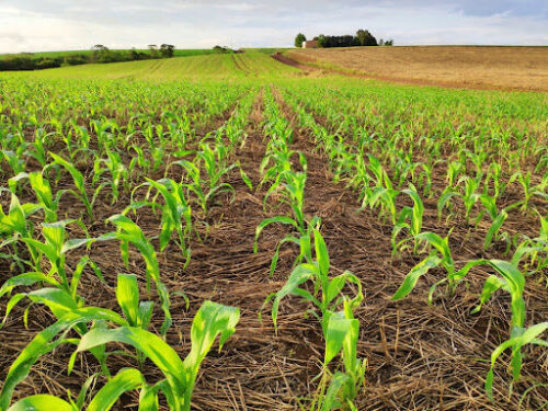 PIB do agronegócio: quais são as previsões para 2022? PIB do agronegócio: quais são as previsões para 2022?