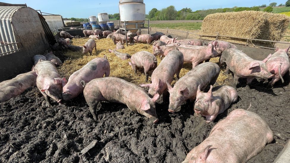 Tesco dá £ 6,6 milhões a produtores de suínos após pedido Tesco dá £ 6,6 milhões a produtores de suínos após pedido