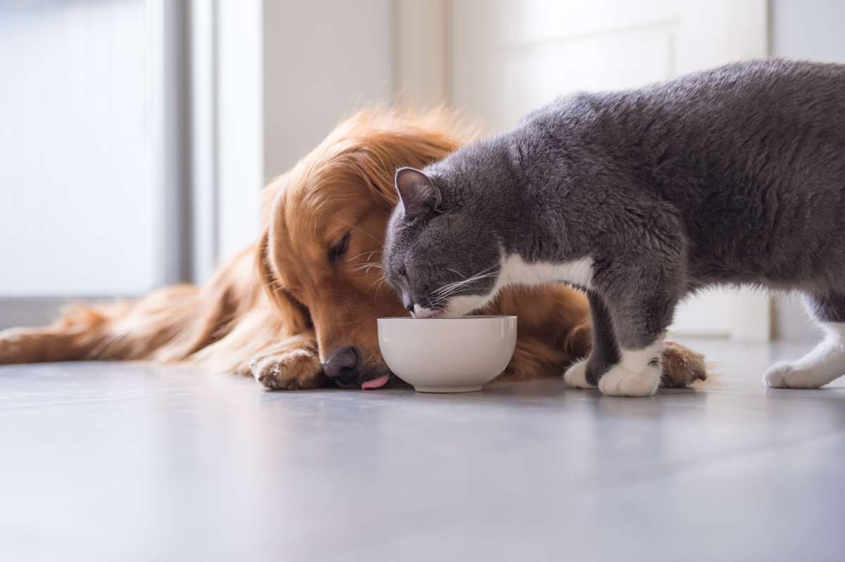 Symrise conclui aquisição da Wing Pet Food Symrise conclui aquisição da Wing Pet Food
