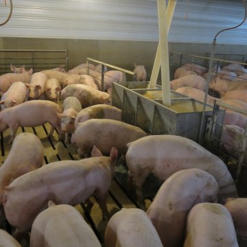 Vacinar ou tratar? Imunizar porcos beneficia o aumento da eficiência alimentar Vacinar ou tratar? Imunizar porcos beneficia o aumento da eficiência alimentar