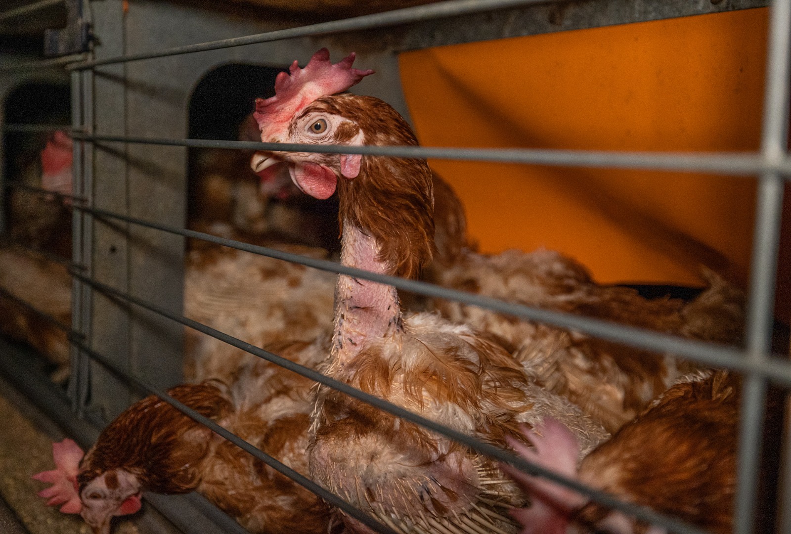 Primeiro caso de gripe aviária em granja comercial no Brasil alerta para urgência na reformulação do sistema alimentar Primeiro caso de gripe aviária em granja comercial no Brasil alerta para urgência na reformulação do sistema alimentar